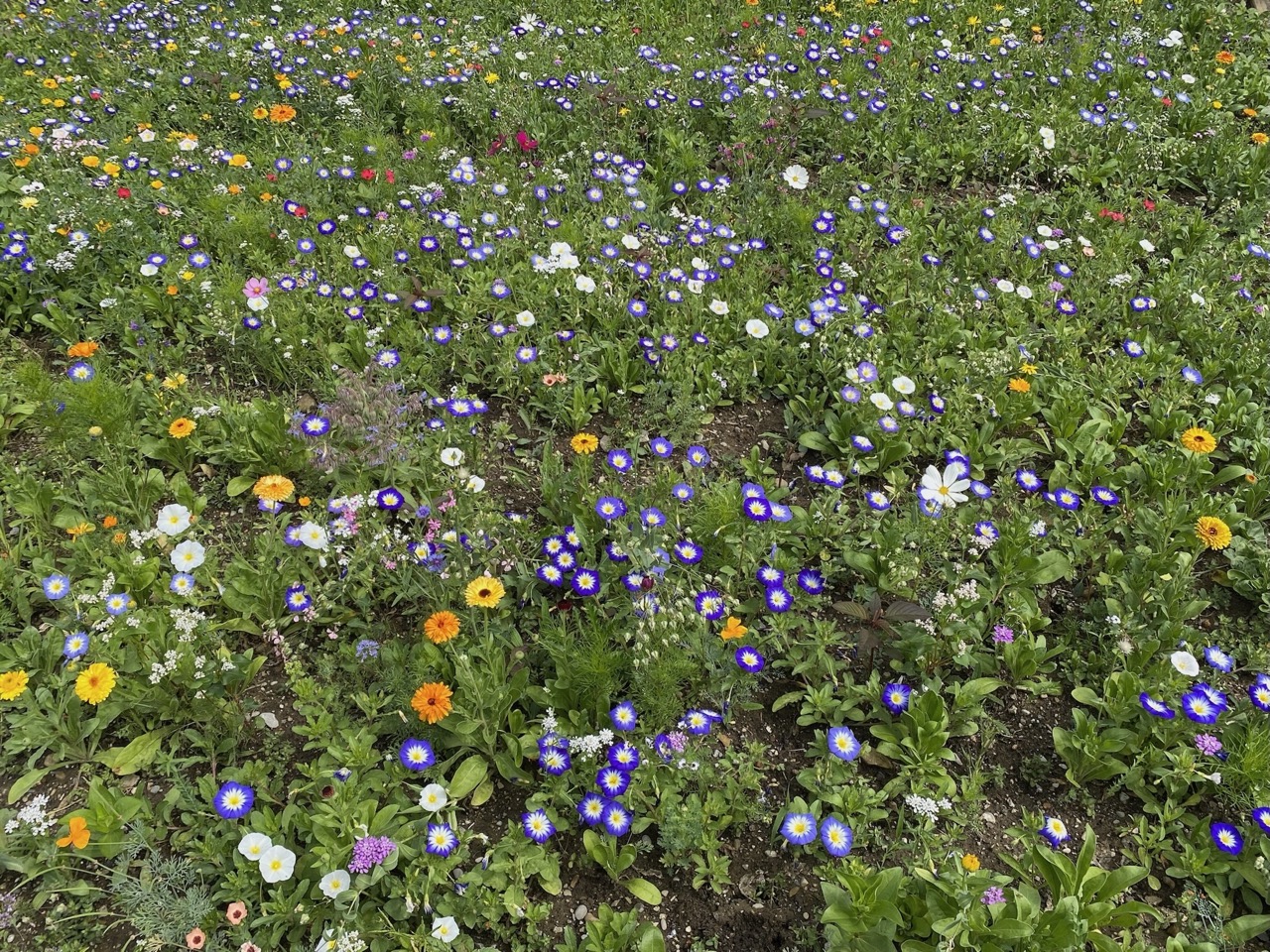 Bienen am ÖBZ